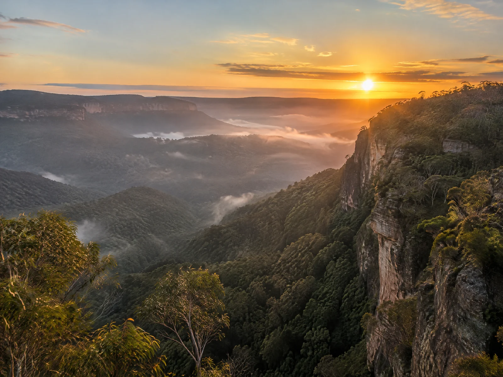 Sandstone gorge valley in the Blue Mountains covered in eucalyptus forest at golden hour