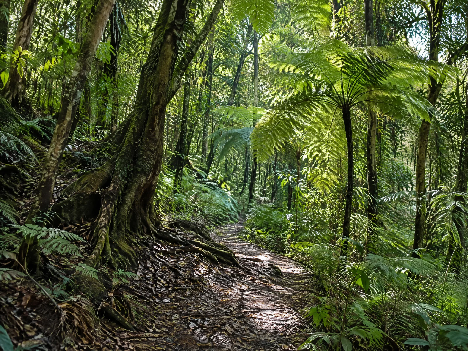 Lush tropical rainforest path with ancient ferns and sunlight filtering through the canopy