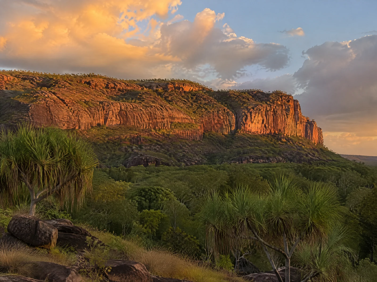 Red Kakadu sandstone escarpment rising above pandanus palms and monsoon forest at golden hour