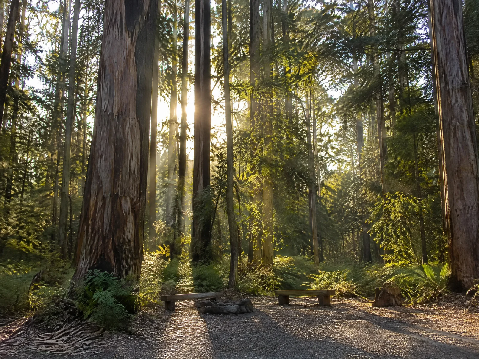 Tall karri trees in Boranup Forest with morning light filtering through the canopy above a campsite clearing