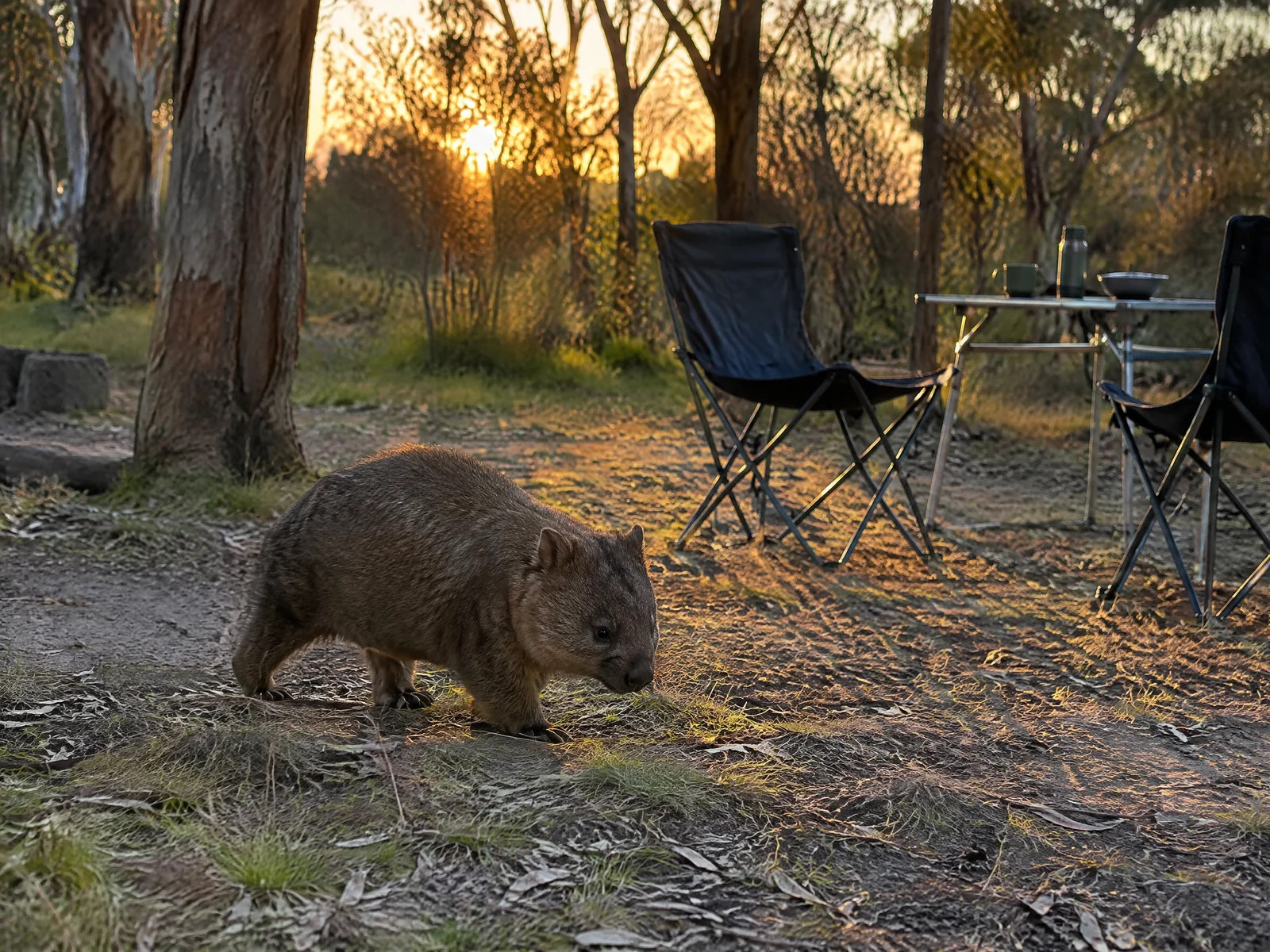 Wombat walking through a bush campsite at dusk with golden light through gum trees