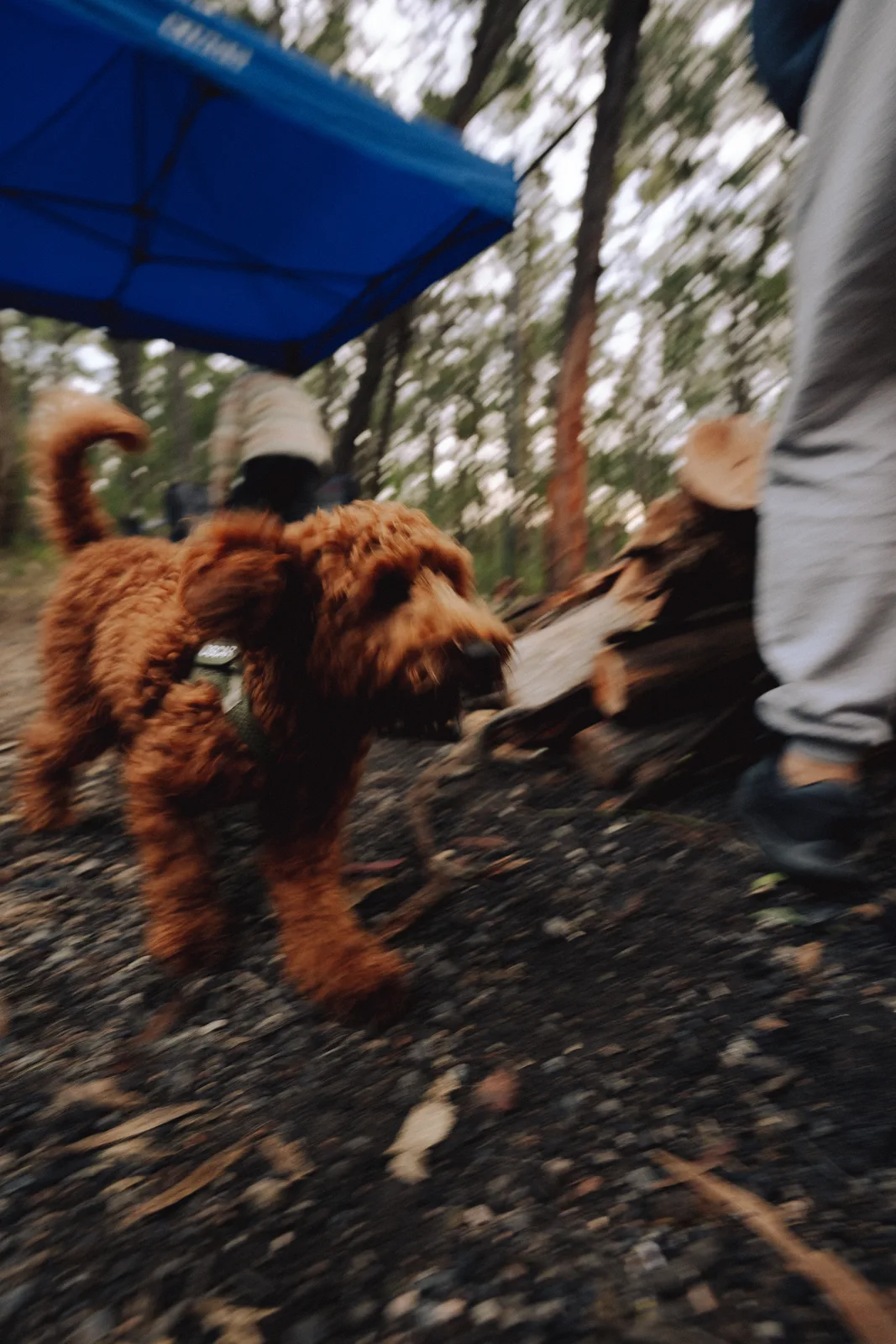 Cockapoo running near the Breath Plus campsite