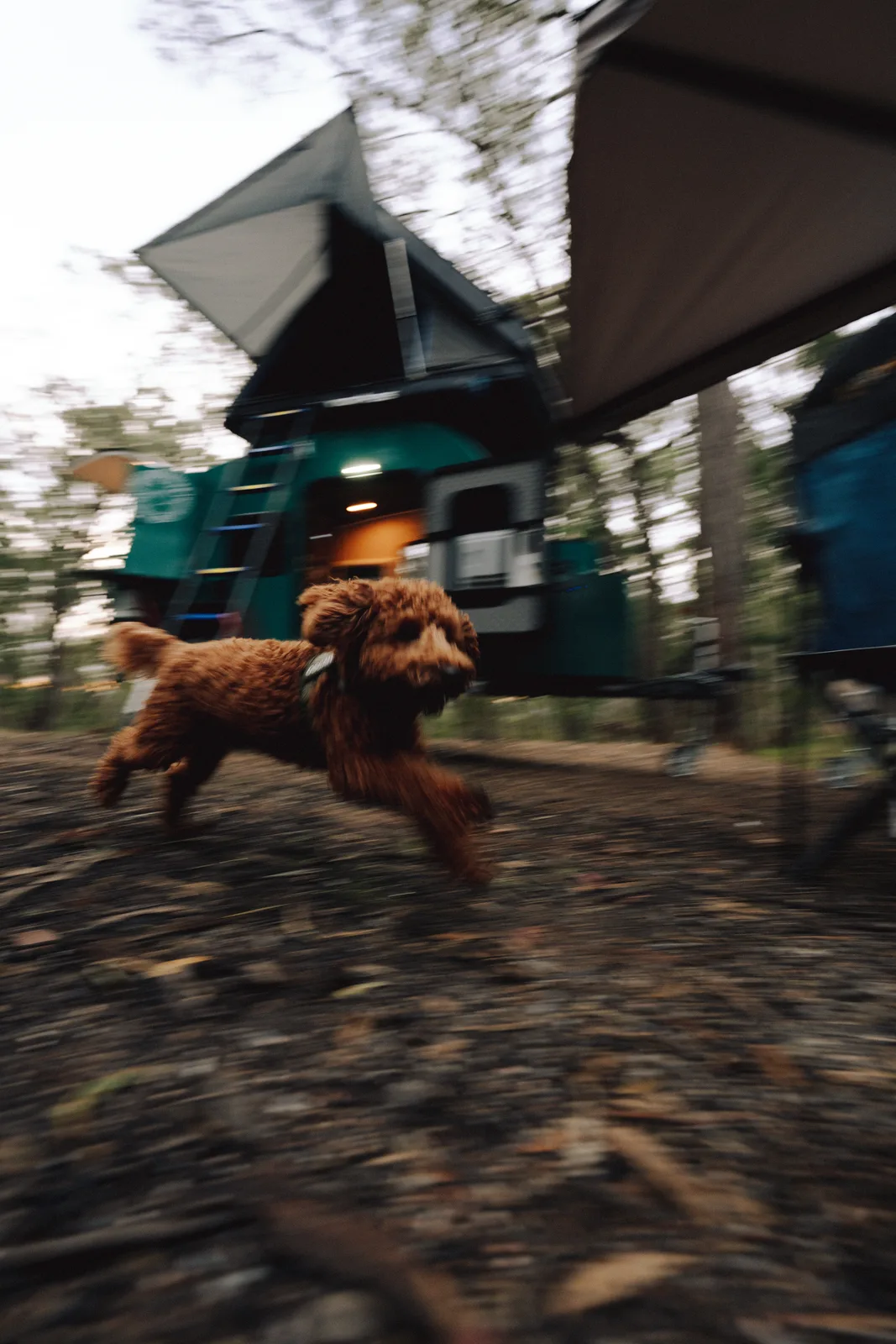 Cockapoo on the move at the Breath Plus camp